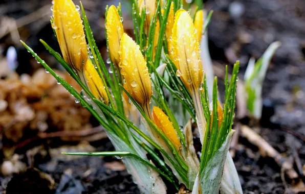 Flowers, spring, after the rain