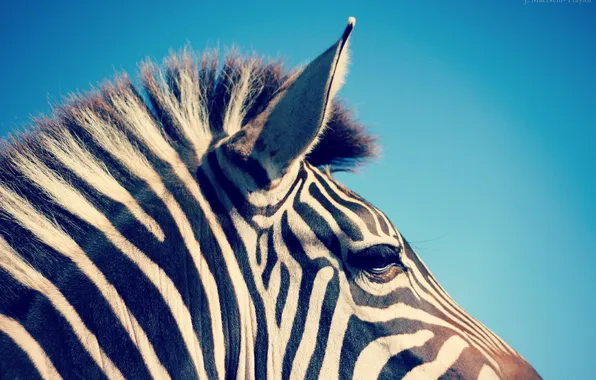 Picture strip, background, Zebra
