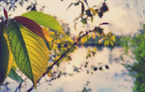 Nature, macro, Bokeh