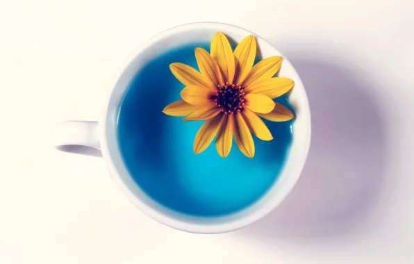 Picture flower, water, yellow, Cup, white background