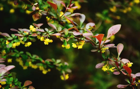 Leaves, nature, rain, spring