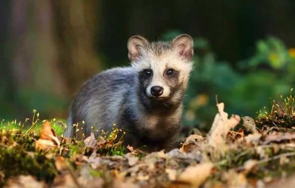 Autumn, foliage, raccoon, face, cub, enotik