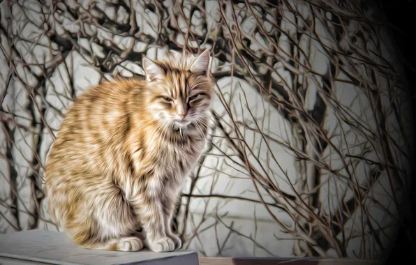 Cat, cat, background, Koshak
