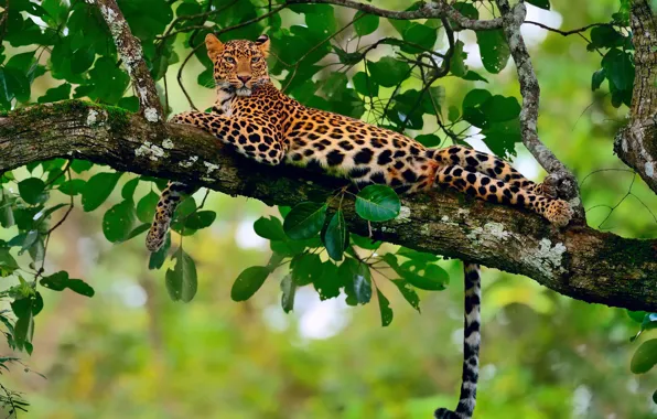 Stay, foliage, branch, jungle, leopard, bokeh