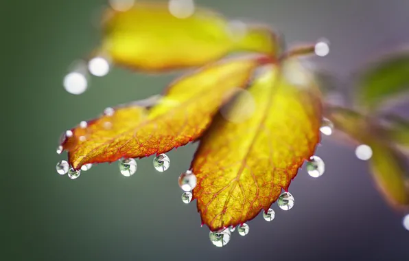 Autumn, leaves, water, drops, Rosa