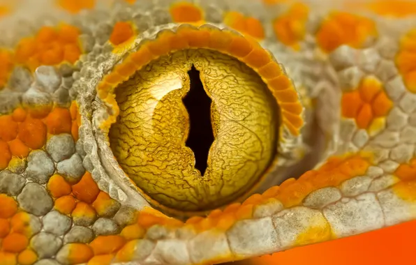 White, yellow, orange, reptile, rainforest, gecko, tokay