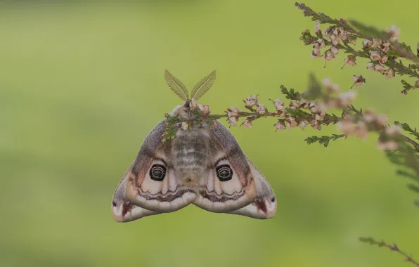 Butterfly, Small Emperor moth, Emperor Moth Saturnia pavonia