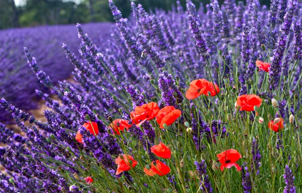 Flowers, nature, Maki, lavender, bokeh