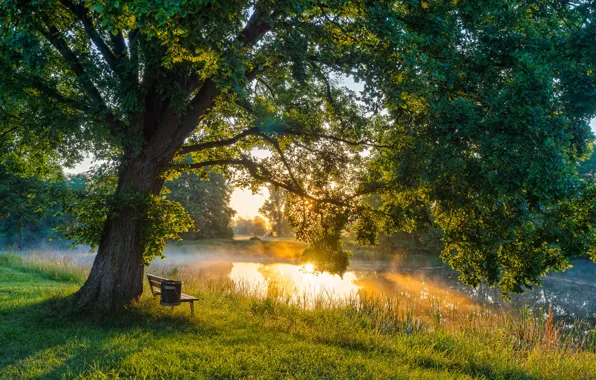 Picture the sun, light, trees, bench, river