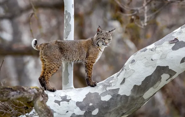 Look, nature, tree, bark, lynx, wild cat