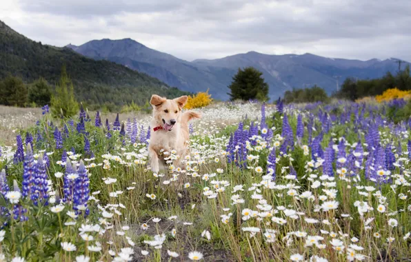 Field, summer, flowers, mountains, chamomile, dog, meadow, lupins