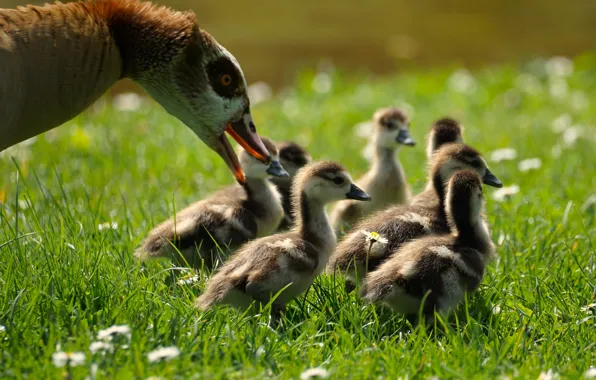 Grass, flowers, birds, bird, glade, chamomile, care, Chicks