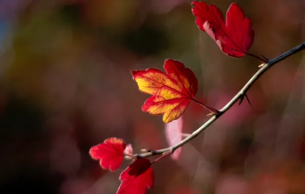 Picture autumn, leaves, sprig, blur, bokeh