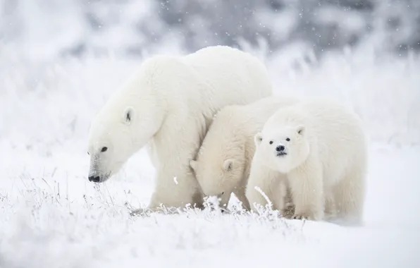 Winter, grass, snow, glade, bears, polar bear, trio, Blizzard