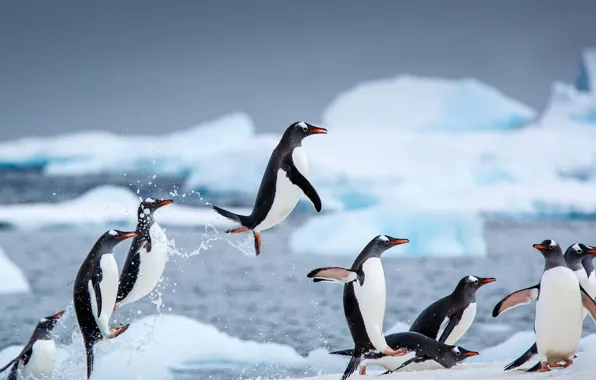 Birds, Antarctica, Danko Island, subantarctic penguins