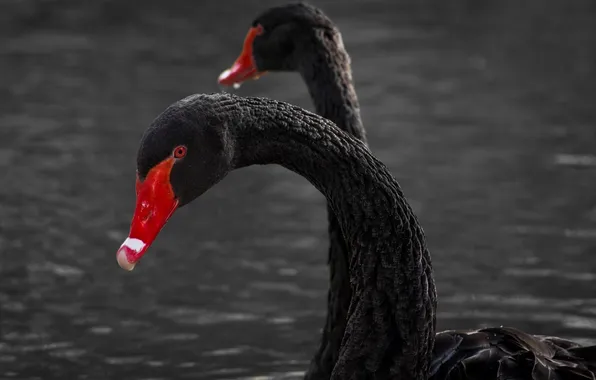 Birds, pair, grace, black swans