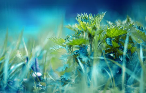 Greens, grass, macro, light, nettle