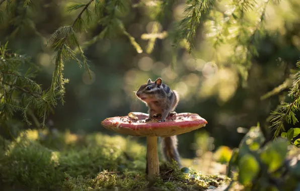 Picture forest, branches, mushroom, moss, mushroom, Chipmunk, bokeh, rodent