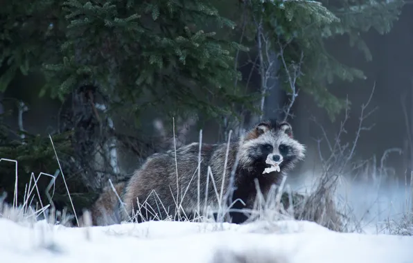 Winter, forest, look, face, snow, branches, nature, raccoon