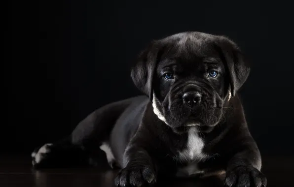 Picture puppy, handsome, cane Corso