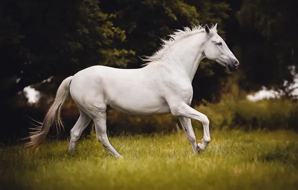 Forest, white, grass, look, horse, glade, horse, profile