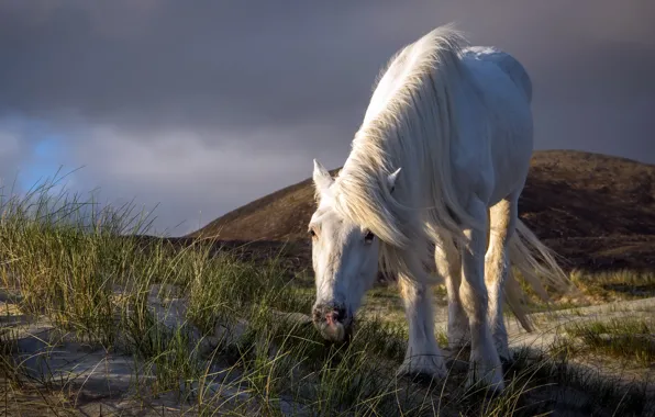 The sky, nature, horse