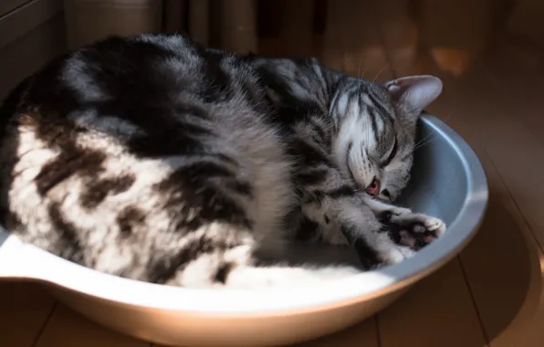 Cat, eyes, cat, light, comfort, grey, sleep, paws