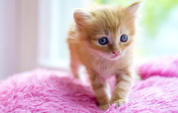 Picture cat, kitty, red, nice, pushistik, kid