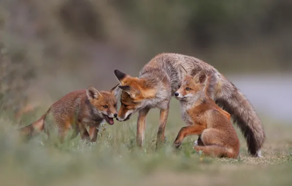 Forest, nature, family, Fox, Fox, forest, fox, nature