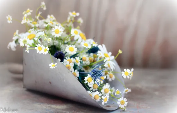 Picture flowers, chamomile, blade