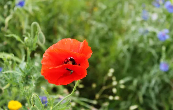 Picture flower, red, Mac, petals