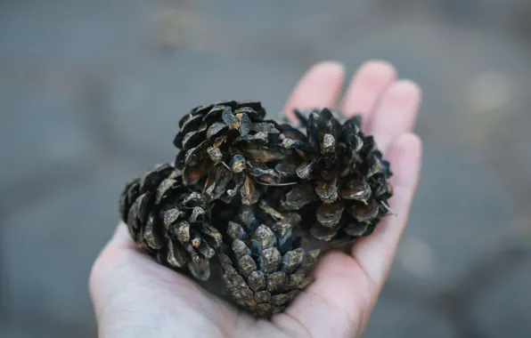 Autumn, nature, hand, minimalism, bumps, minimalism, nature, pine