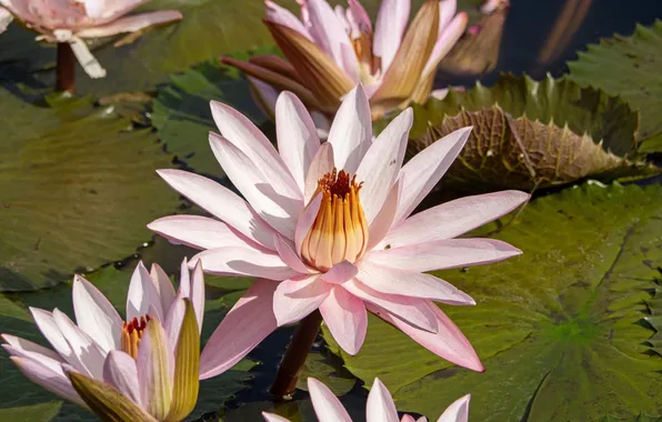 Flowers, water lilies, nymphs