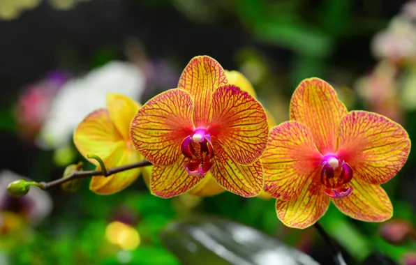 Macro, branch, petals, Orchid