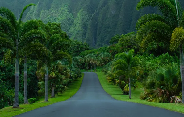 Road, asphalt, mountains, nature, palm trees