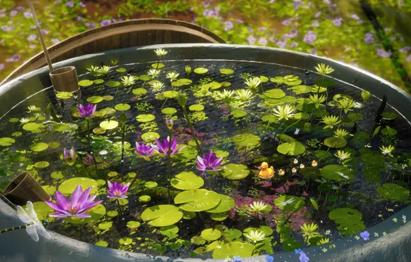 Pond, Lily, dragonflies