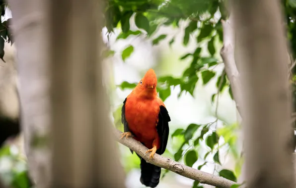 Nature, background, bird