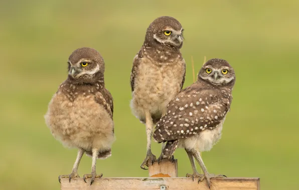 Birds, background, Board, the fence, owls, trio, owls, secici