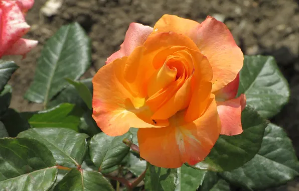 Nature, Rose, Orange, Petals, Meduzanol ©, Summer 2018