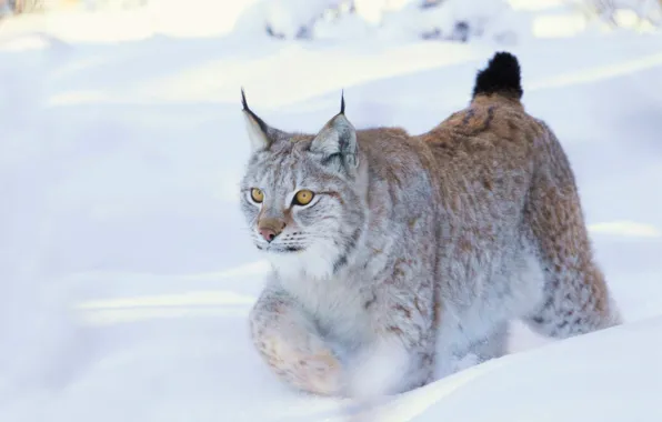 Snow, lynx, wild cat