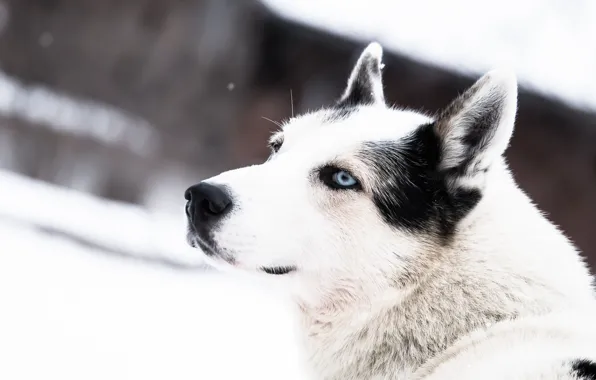 Picture winter, face, snow, dog, blue eyes, husky