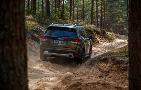 Forest, trees, Subaru, crossover, Forester, 2019