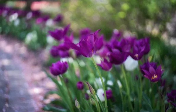 Purple, flowers, blur, spring, garden, tulips, flowerbed, lilac