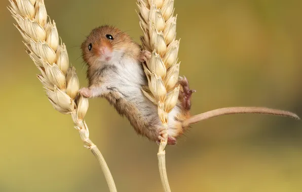 Animals, mouse, ears of corn