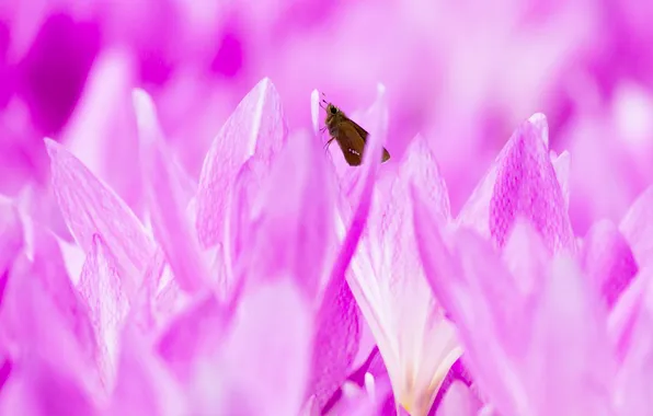 Flowers, nature, butterfly