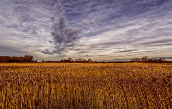 Field, the sky, nature