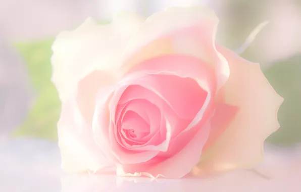 Picture macro, tenderness, rose, petals, Bud