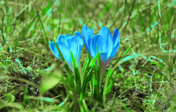 Blue, spring, crocus