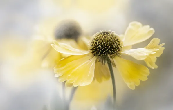 Picture flower, flowers, background, yellow