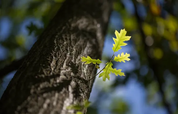 Leaves, nature, tree